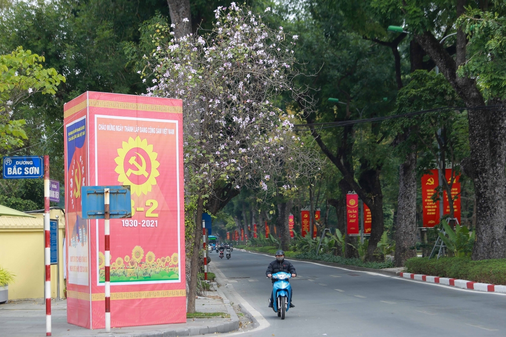 Hoa ban nở rực rỡ khắp phố phường Hà Nội
