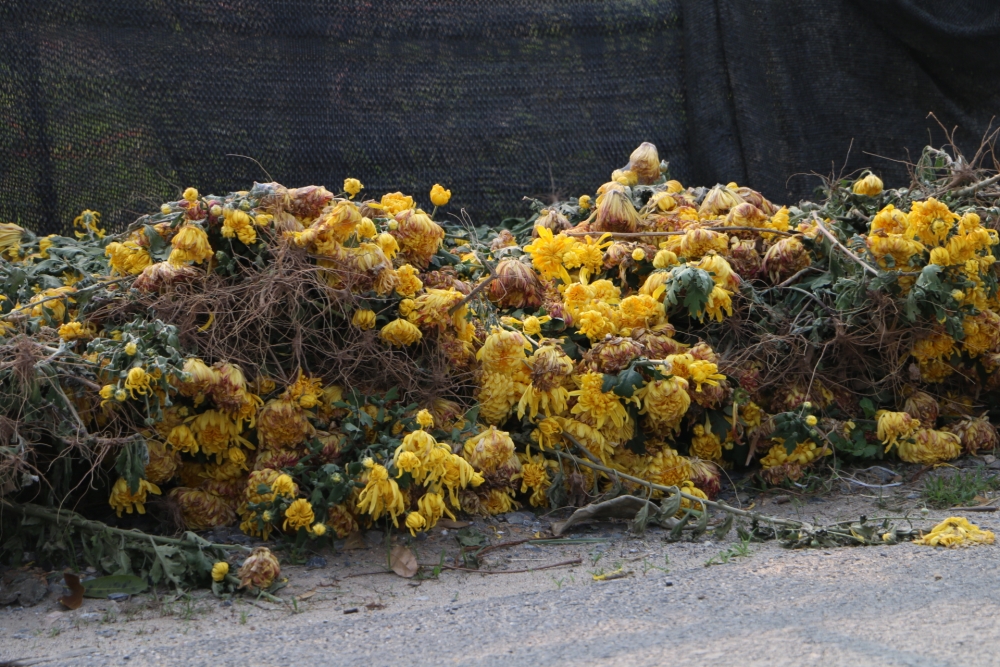 Hoa héo đầy ruộng, rớt giá thê thảm do ảnh hưởng của dịch Covid-19