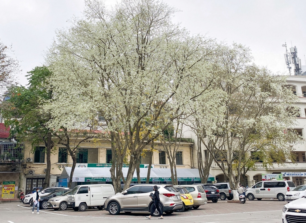 Phố phường Hà Nội tươi mới bởi sắc trắng hoa sưa