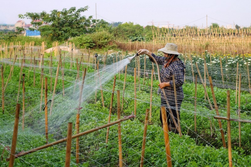 Người dân Tây Tựu phấn khởi giá hoa "hồi sinh" sau dịch