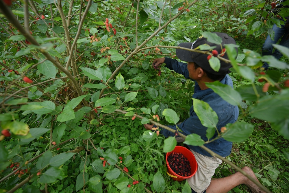 Tất bật thu hoạch dâu tằm chín đỏ ở ngoại thành Hà Nội