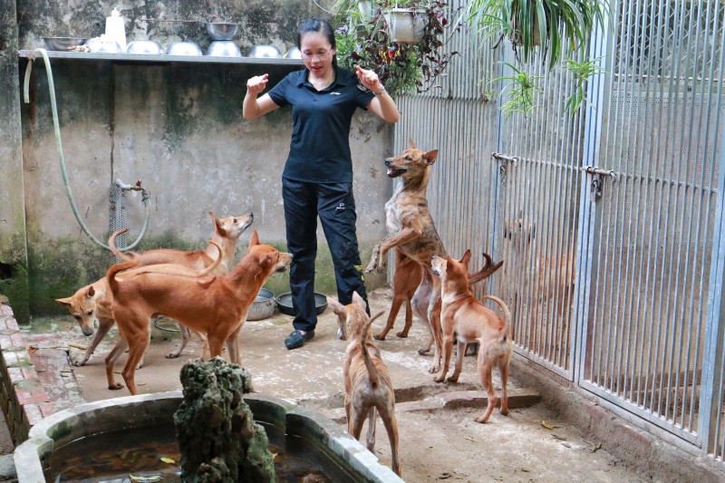 Cận Cảnh Trang Trại Chó Phú Quốc Tiền Tỷ Của Cô Gái 8X