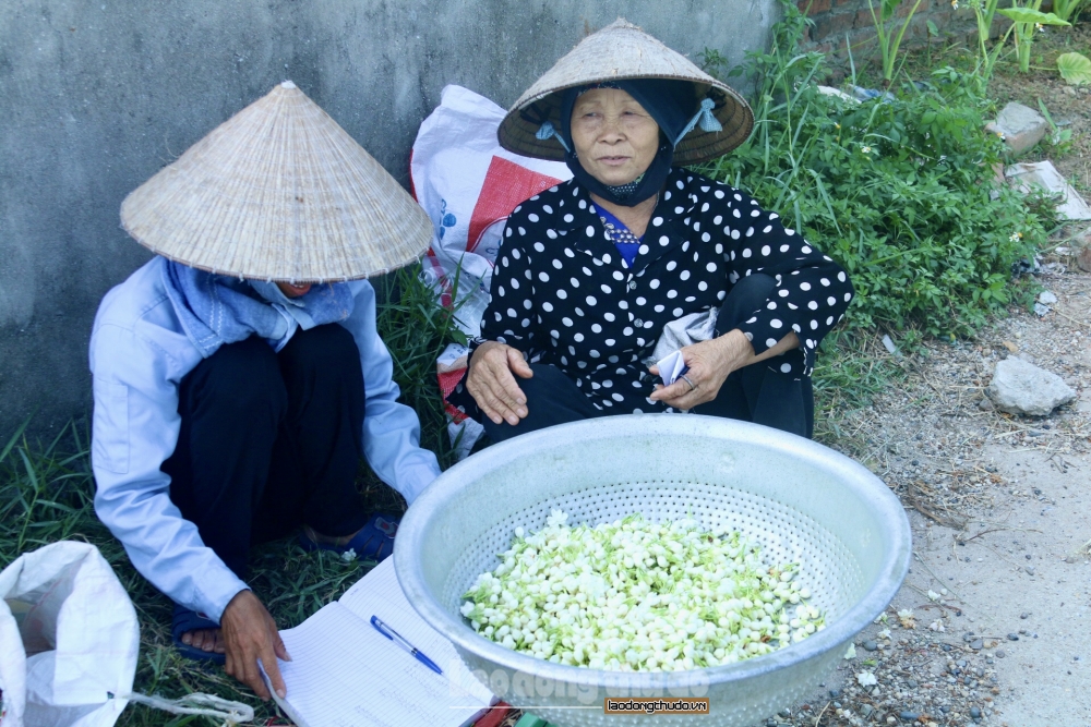 Cải thiện kinh tế nhờ trồng hoa nhài