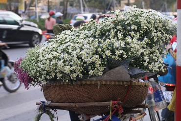 Hà Nội tinh khôi sắc trắng cúc họa mi