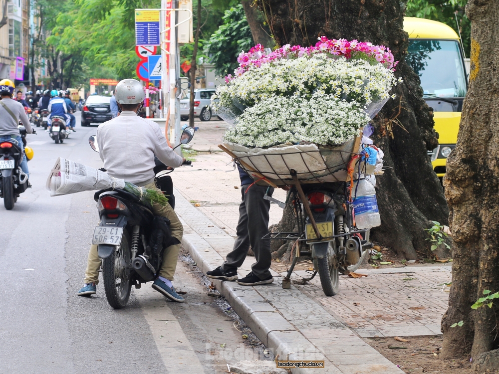 Cúc họa mi gọi đông về len lỏi khắp phố phường Hà Nội