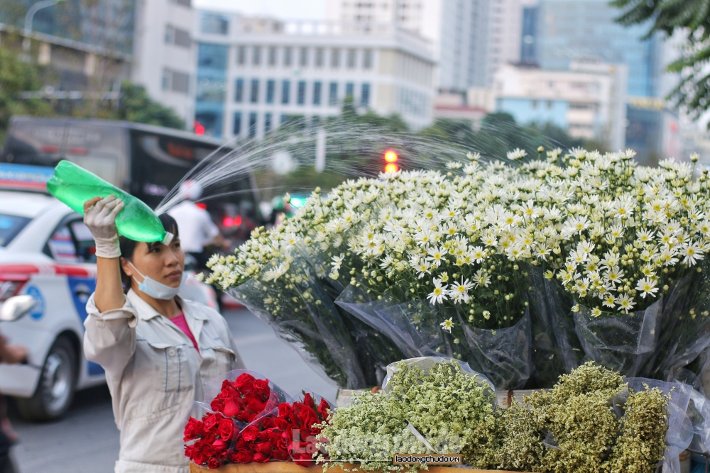 Cúc họa mi gọi đông về len lỏi khắp phố phường Hà Nội