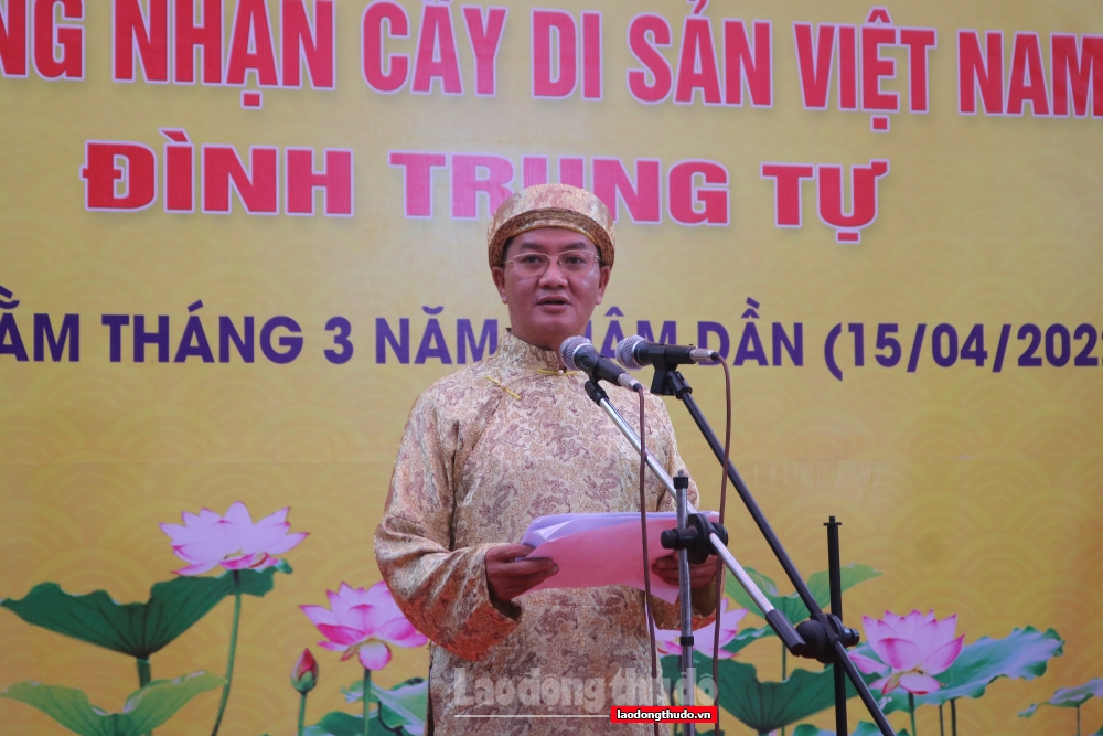 Cây thị cổ thụ đình Trung Tự được công nhận cây di sản Việt Nam
