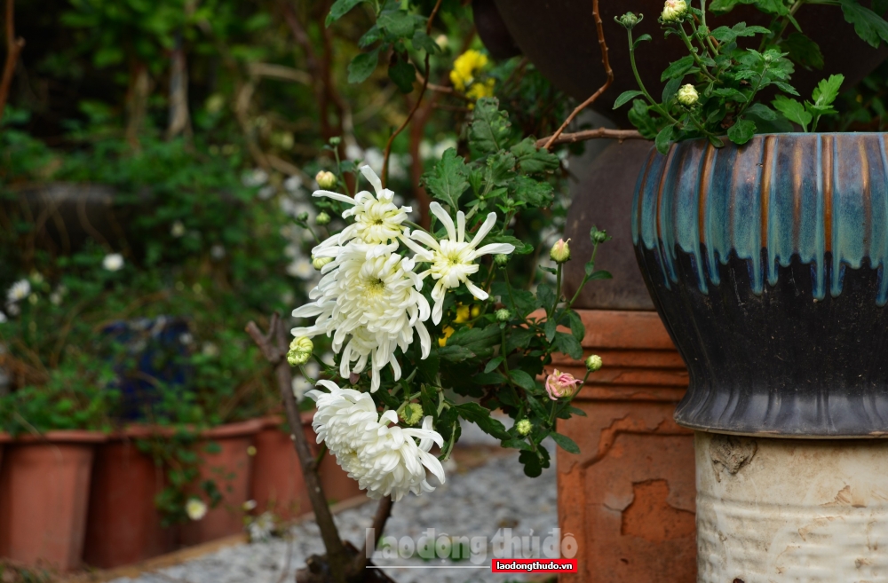 Độc đáo vườn hoa cúc cổ rực rỡ trên gốm sứ Việt