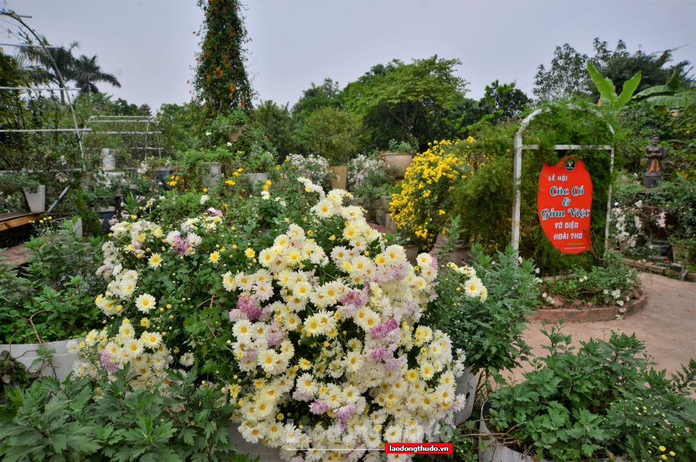 Độc đáo vườn hoa cúc cổ rực rỡ trên gốm sứ Việt