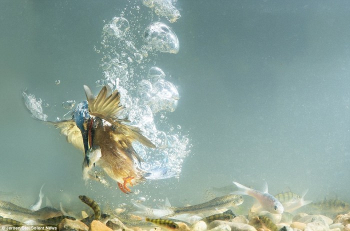 Những hình ảnh đẹp mê hồn của loài chim bói cá khi săn mồi dưới nước