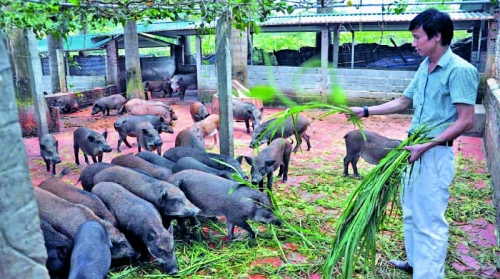 Xuân Kỷ Hợi: Nói chuyện làm giàu từ nuôi lợn