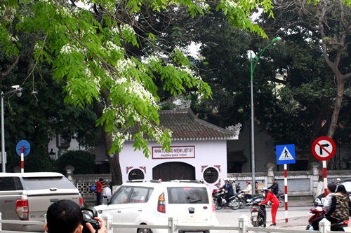 Phố phường Hà Thành lãng mạn sắc trắng hoa sưa