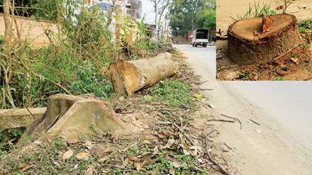 Hà Nội: Cấm tự ý chặt cây xanh khi xử lý vi phạm đô thị