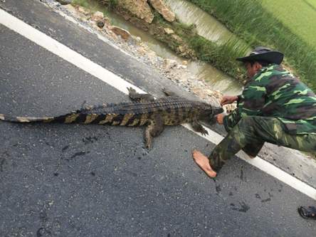 Người dân vây bắt cá sấu bên quốc lộ 1A