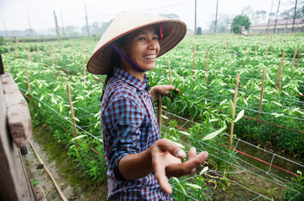 Làng hoa Tây Tựu trúng đậm mùa hoa loa kèn