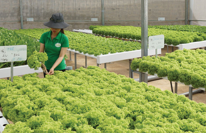 Chỉ có 1% tổng số doanh nghiệp Việt Nam đầu tư vào nông nghiệp: Vì sao?