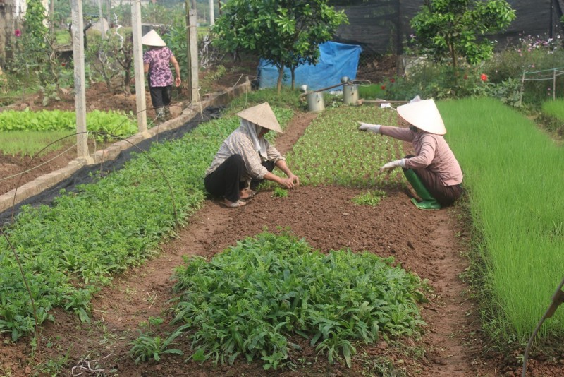 Thị xã Sơn Tây: Nông dân tăng thu nhập nhờ chuỗi liên kết