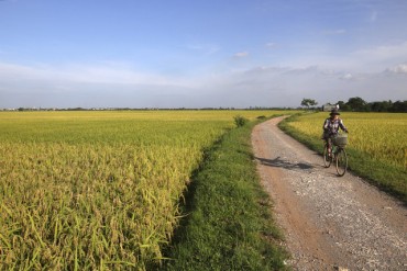 Đẹp ngỡ ngàng cánh đồng lúa chín vàng ở ngoại thành Hà Nội