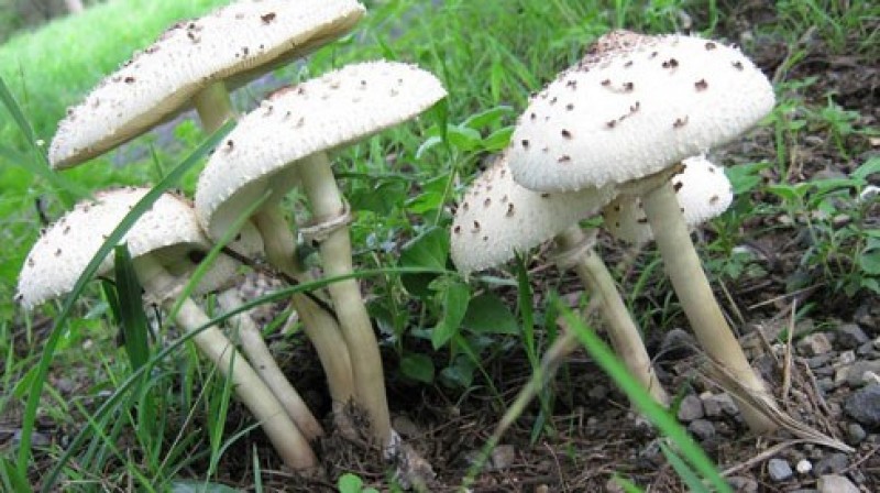 khi an nam can chu y nhung dac diem nay