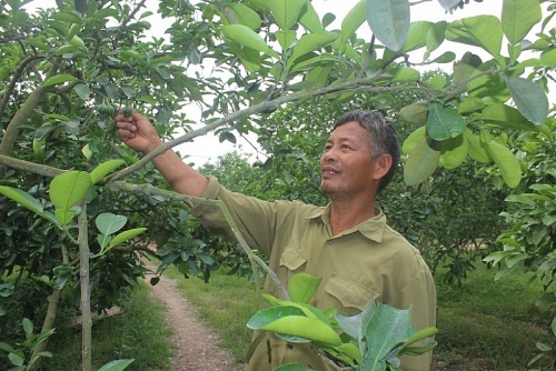 Cựu chiến binh làm kinh tế giỏi