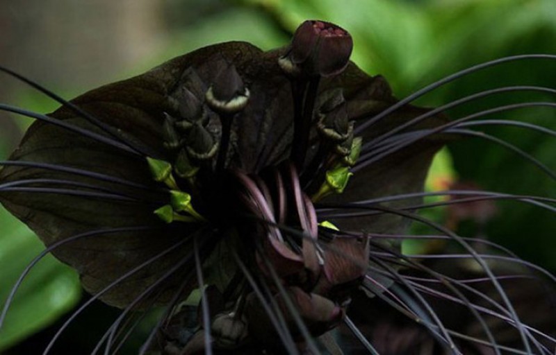 Hoa đen độc đáo mang đến cho không gian sống của bạn một vẻ mới lạ và đầy ấn tượng. Các loại hoa đen như hoa lan đen, hoa hồng đen hay hoa cẩm chướng đen sẽ tạo nên một phong cách độc đáo và bắt mắt. Hãy tìm hiểu và khám phá thế giới hoa đen độc đáo này!
