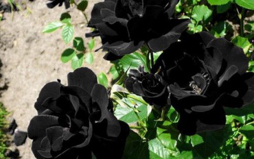 Ngắm những loài hoa chỉ một màu đen bóng độc lạ