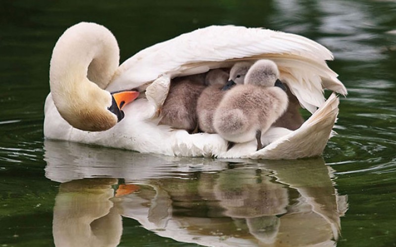 nhung khoanh khac lay dong long nguoi cua chim me va con