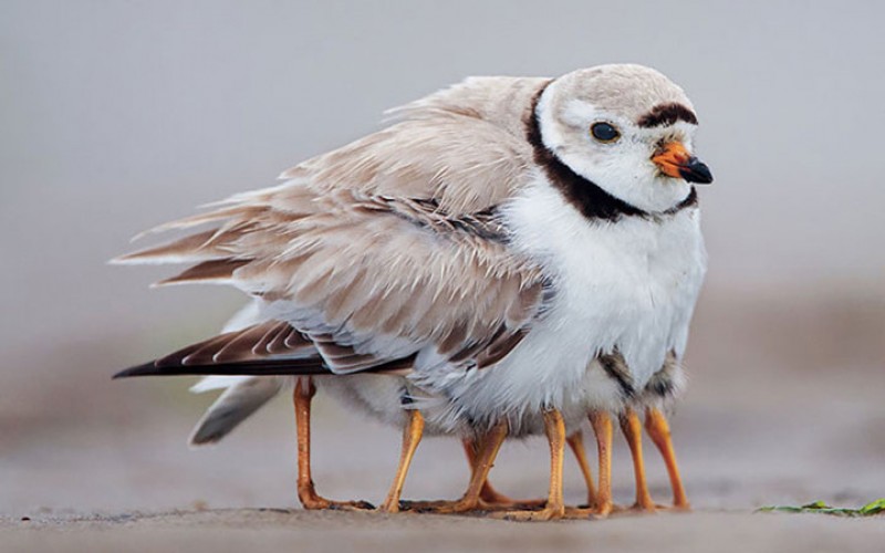 nhung khoanh khac lay dong long nguoi cua chim me va con