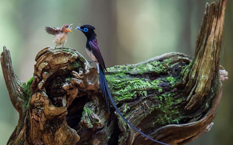 nhung khoanh khac lay dong long nguoi cua chim me va con