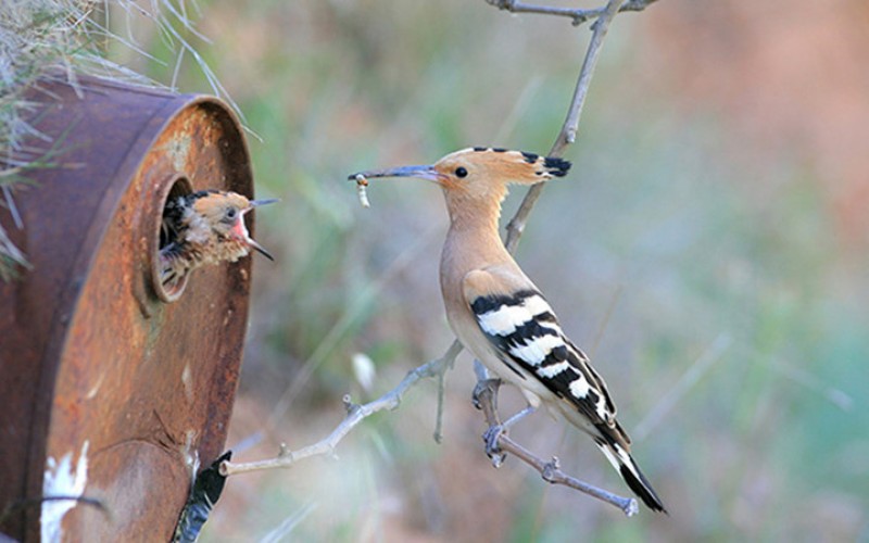 nhung khoanh khac lay dong long nguoi cua chim me va con