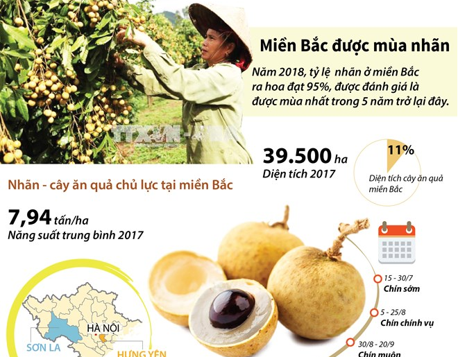 [Infographics] Nhãn miền Bắc được mùa nhất trong vòng 5 năm