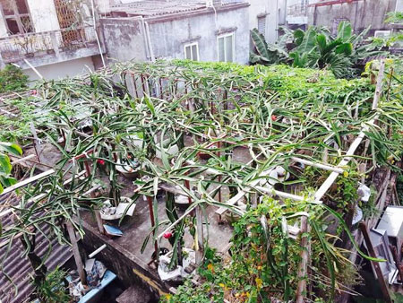 Độc nhất Bắc Bộ: Vườn thanh long trăm gốc trên mái nhà