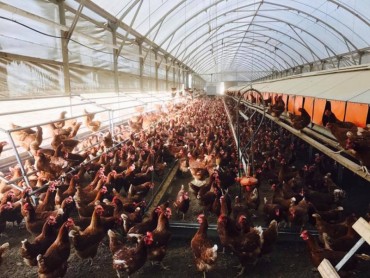 Thịt gà Việt trước ngưỡng cửa vào EU: Chủ động khi thời cơ đến