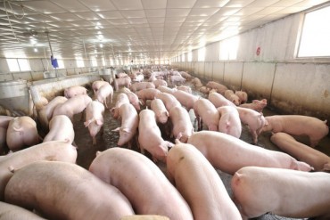 Giải “bài toán” thịt lợn xuất khẩu: Tăng cường liên kết chuỗi