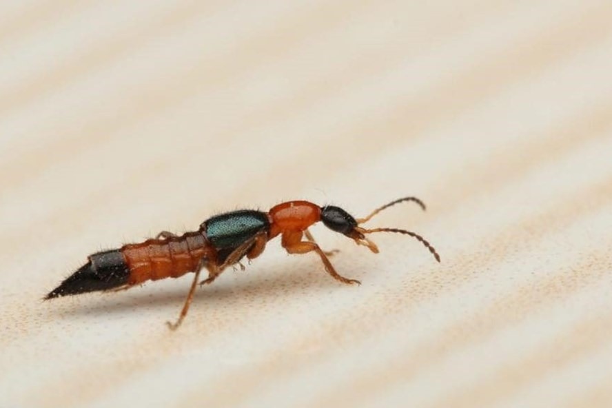 Độc tính của kiến ba khoang mạnh gấp 15 lần rắn hổ mang, nguy hại cho trẻ