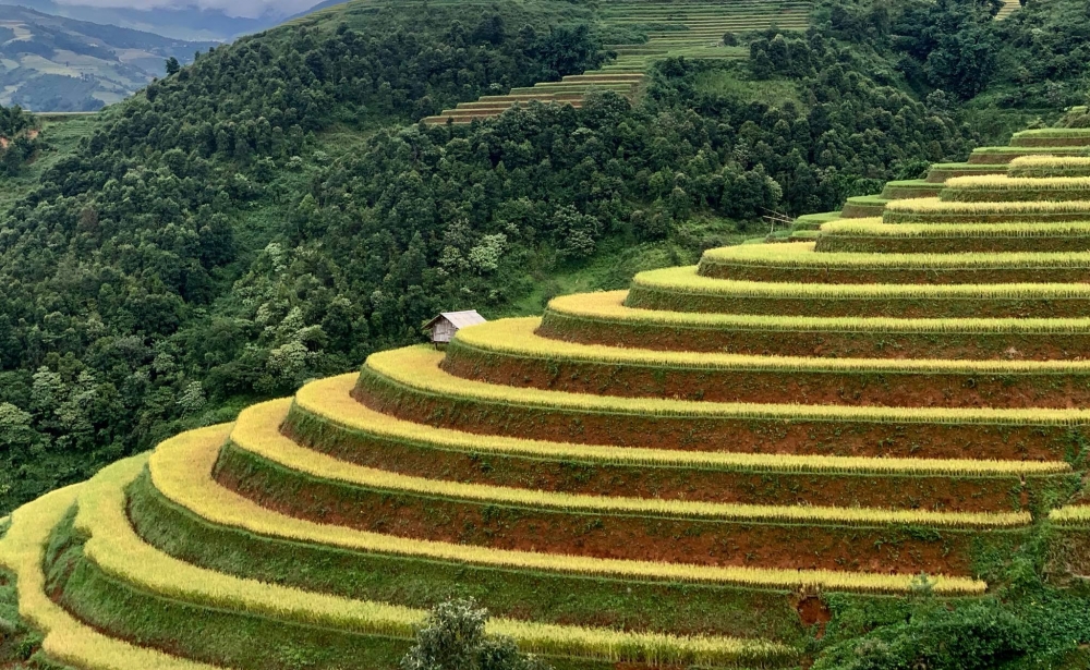 Mù Cang Chải vàng rực một màu lúa