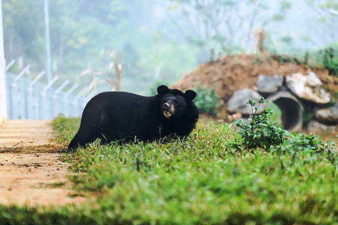 Những cá thể gấu đầu tiên bước ra tự nhiên sau gần 20 năm bị nuôi nhốt