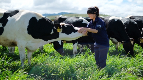 Trang trại bò sữa tại cần thơ - Bước phát triển nâng tầm chiến lược