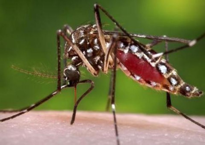 Bùng phát virut Zika gây dị tật đầu nhỏ trẻ em ở Brazil