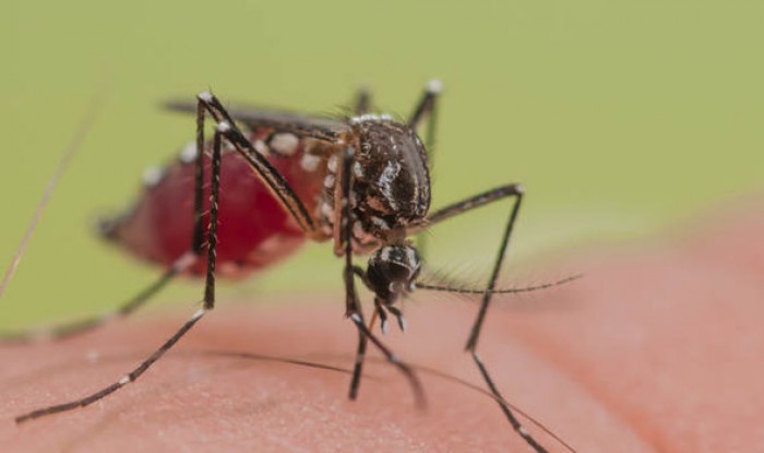 Virut Zika - 