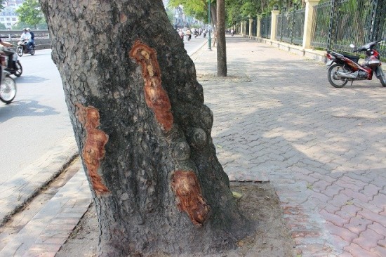 Hàng cổ thụ ứa 'nước mắt' sau hàng loạt vết chém lạ trên thân cây