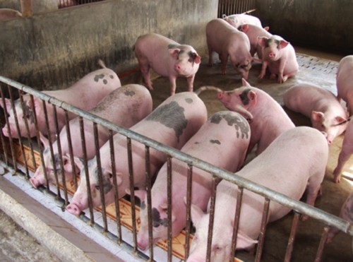 Triển khai công tác ngăn chặn và ứng phó với bệnh dịch tả lợn Châu Phi