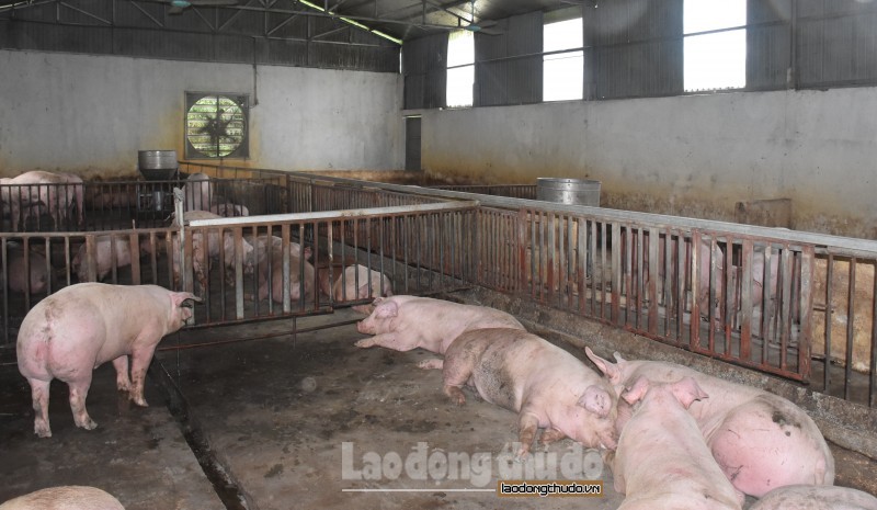 Đẩy mạnh công tác phòng chống dịch tả lợn châu Phi