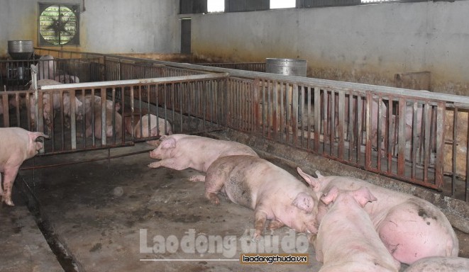 Hà Nội: 11,5% tổng đàn lợn mắc bệnh dịch tả lợn châu Phi