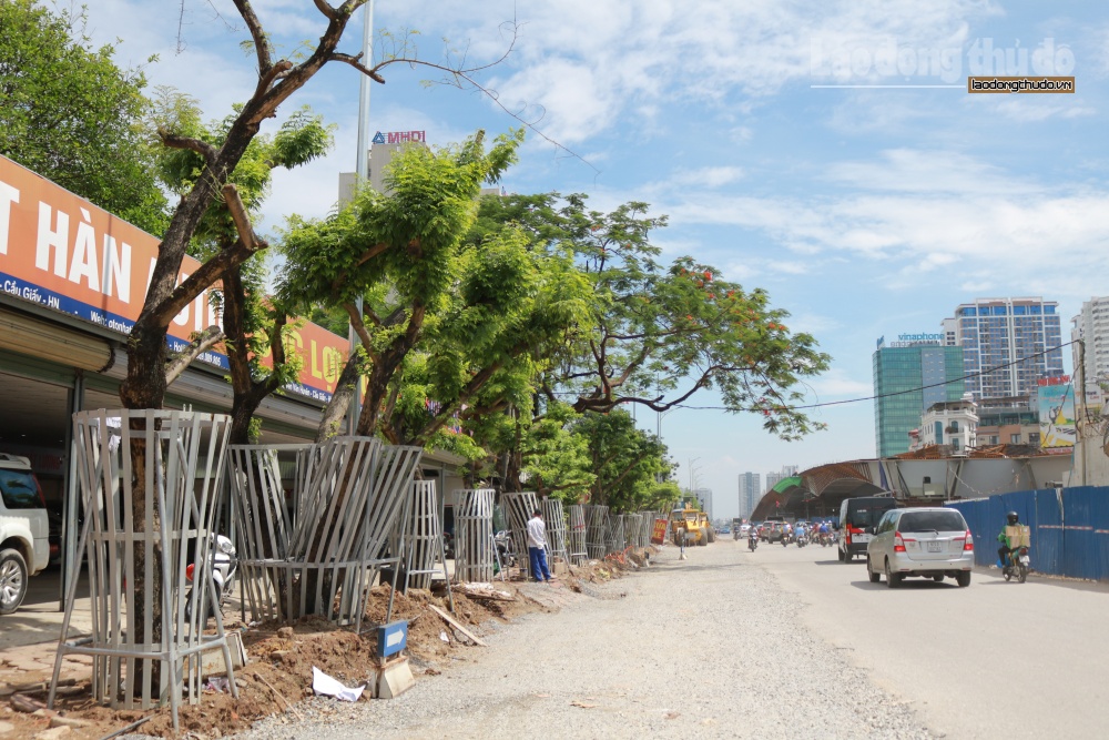 Mặc giáp sắt cho hàng sưa đỏ quý hiếm