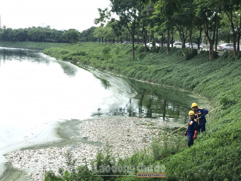 Cá chết tại hồ điều hòa Yên Sở: Do sốc nhiệt