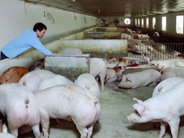 Giá lợn hơi giảm kỷ lục: Nông dân khóc ròng, người tiêu dùng chịu thiệt