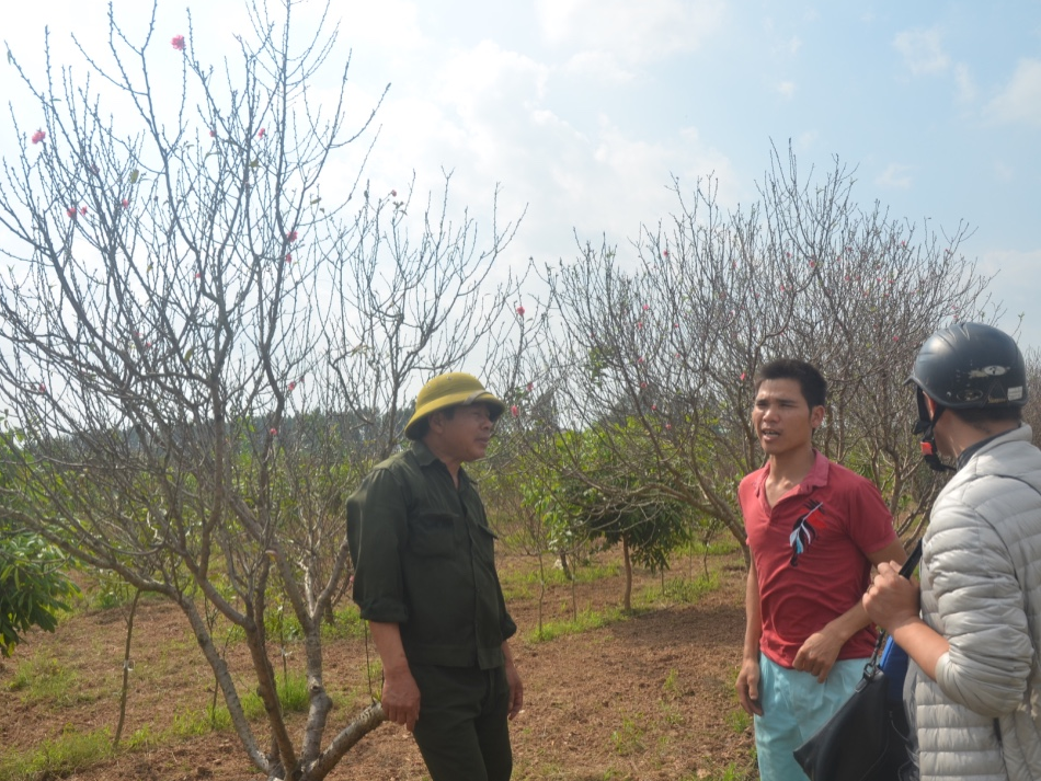 Dân buôn đào hét giá cao ngất