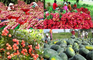 Hàng rau quả tạo bứt phá nhờ Việt Nam tăng xuất khẩu sang Trung Quốc