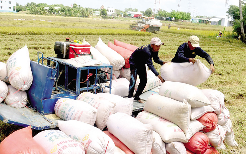 Gia tăng xuất khẩu gạo sang thị trường ASEAN